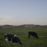 Vipp Ferienhaus in unberührter Landschaft an der dänischen Meeresküste mit Kühen im Vordergrund