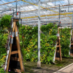 Vorkultivierung von Pflanzen für das Grünfassaden-System Living Wall von Sempergreen