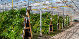 Vorkultivierung von Pflanzen für das Grünfassaden-System Living Wall von Sempergreen