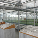 Urbane Landwirtschaft: Basilikumanbau im Dachgewächshaus eines Supermarktes