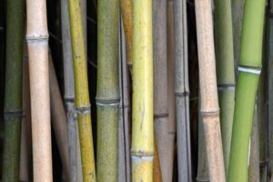 Bambus als nachwachsender Rohstoff ist anfällig für Schimmelpilze