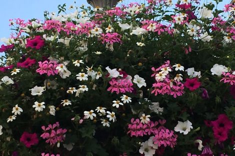 Blühende und insektenfreundliche Farbtupfen in Mayen. Bild: Flower & Shower