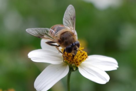 Fehlen Bienen als Bestäuber, sieht es auf deutschen Esstischen bald recht kärglich aus. Bild: Flower & Shower