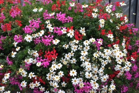 Strauch mit vielen in weiß, rot und lila blühenden Blüten.