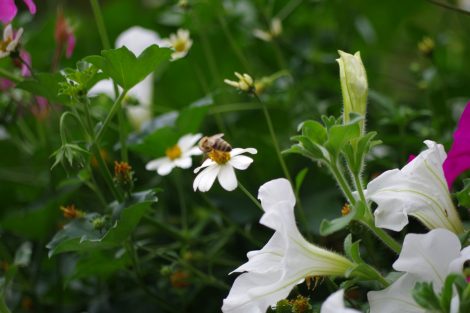 Bienen fliegen insektenfreundliche Bepflanzung im Flowerbasket an. Bild: Flower & Shower