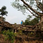 Lebende Brücken aus den verschlungenen Luftwurzeln des Gummibaums Ficus elastica