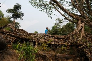 Lebende Brücken aus den verschlungenen Luftwurzeln des Gummibaums Ficus elastica