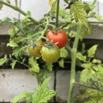 Vertikale Fassaden-Begrünung mit Tomatenpflanzen