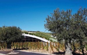 Weinkellerei in Spanien mit begrüntem Tonnendach